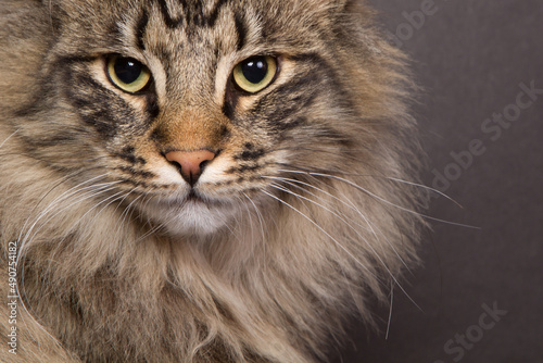 Obraz na plátně Close-up of a tabby colored Norwegian forest cat