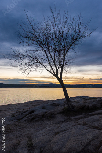 Bare tree at sunrise with lake in background.