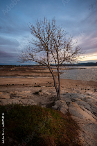 Bare tree at sunrise with lake in background.