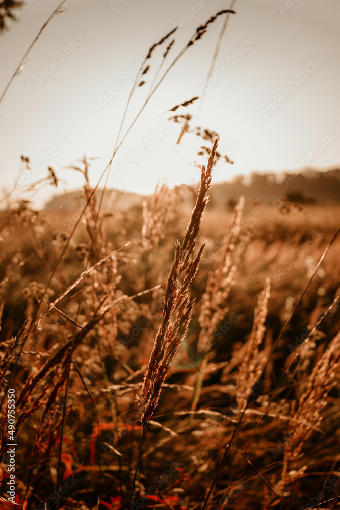 Obraz premium grass in the morning