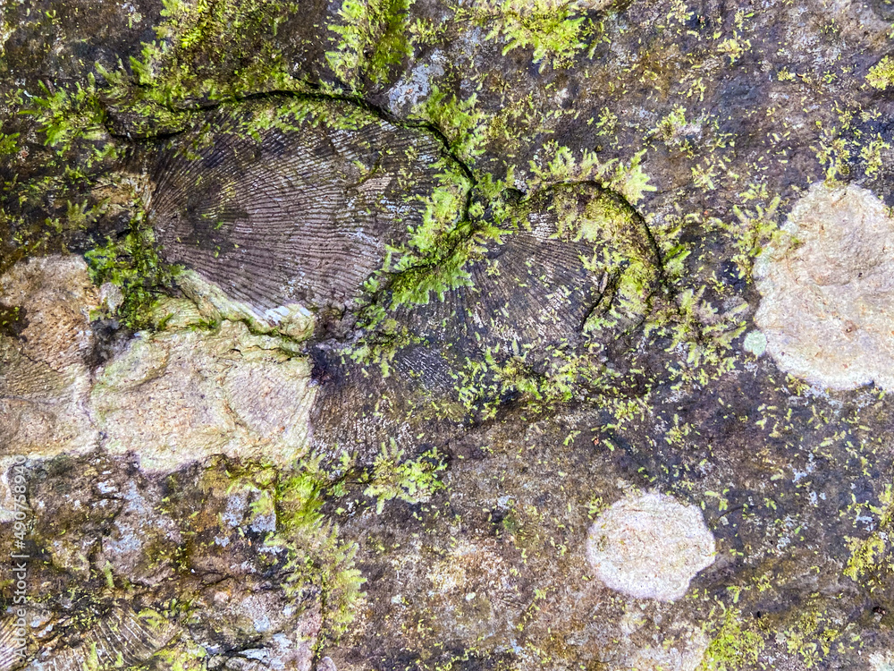 Obraz premium Shell fossils with green moss founded in Tham Sakoen National Park. 