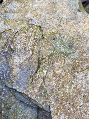 Shell fossils with green moss founded in Tham Sakoen National Park. 