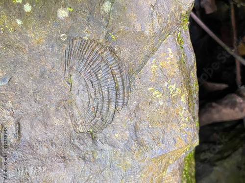 Shell fossils with green moss founded in Tham Sakoen National Park. 