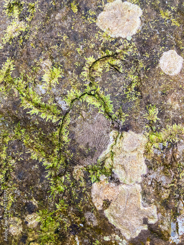 Shell fossils with green moss founded in Tham Sakoen National Park. 