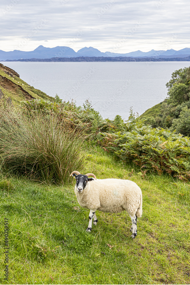 Obraz premium A horned sheep grazing on the cliff near Lealt Falls on the north east coast of the Isle of Skye, Highland, Scotland UK.