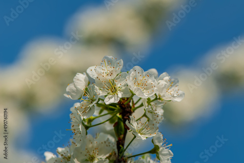 Plum flowers on a blurred sky background.