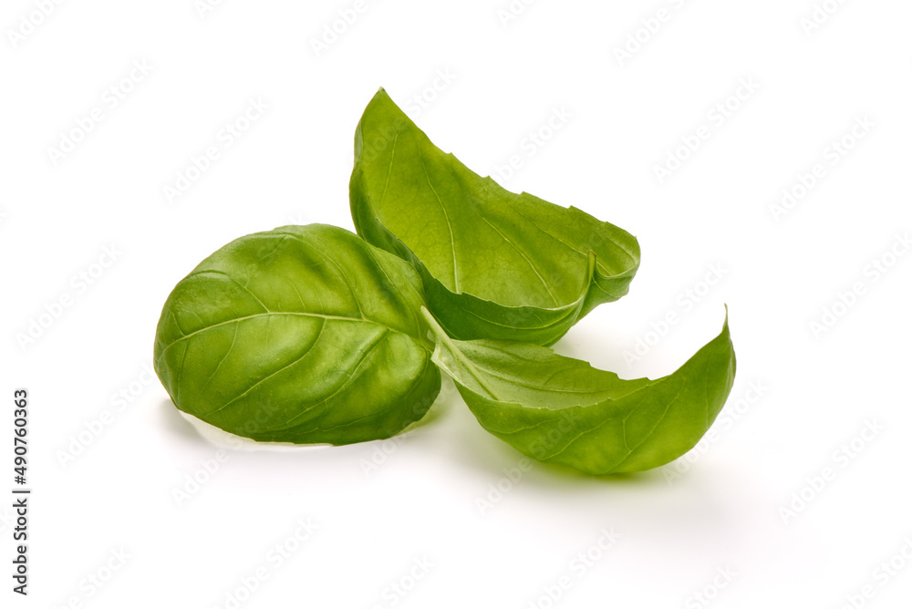 Fresh organic basil leaves, isolated on white background. Fresh organic basil leaves, isolated on white background.