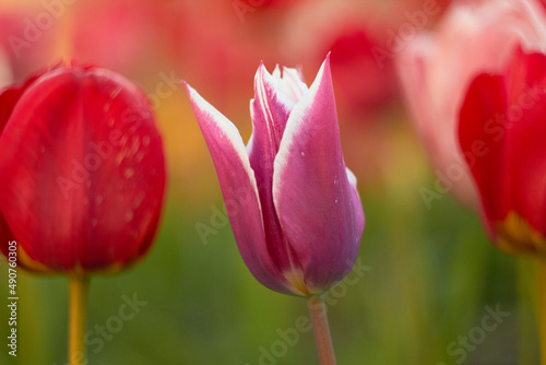 Beautiful colorful tulips at the tulip festival. Beauty of nature. Spring, youth, growth concept.	
