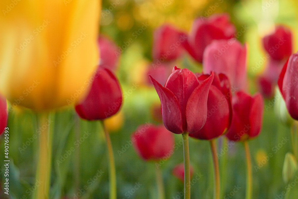 Beautiful colorful tulips at the tulip festival. Beauty of nature. Spring, youth, growth concept. Beautiful colorful tulips at the tulip festival. Beauty of nature. Spring, youth, growth concept.