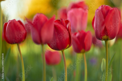 Beautiful red tulips at the Tulip Festival. Beauty of nature. Spring  youth  growth concept.