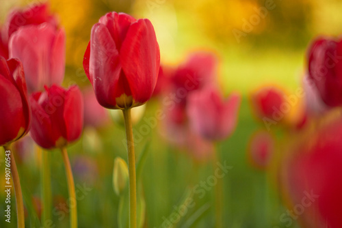 Beautiful red tulips at the Tulip Festival. Beauty of nature. Spring, youth, growth concept.