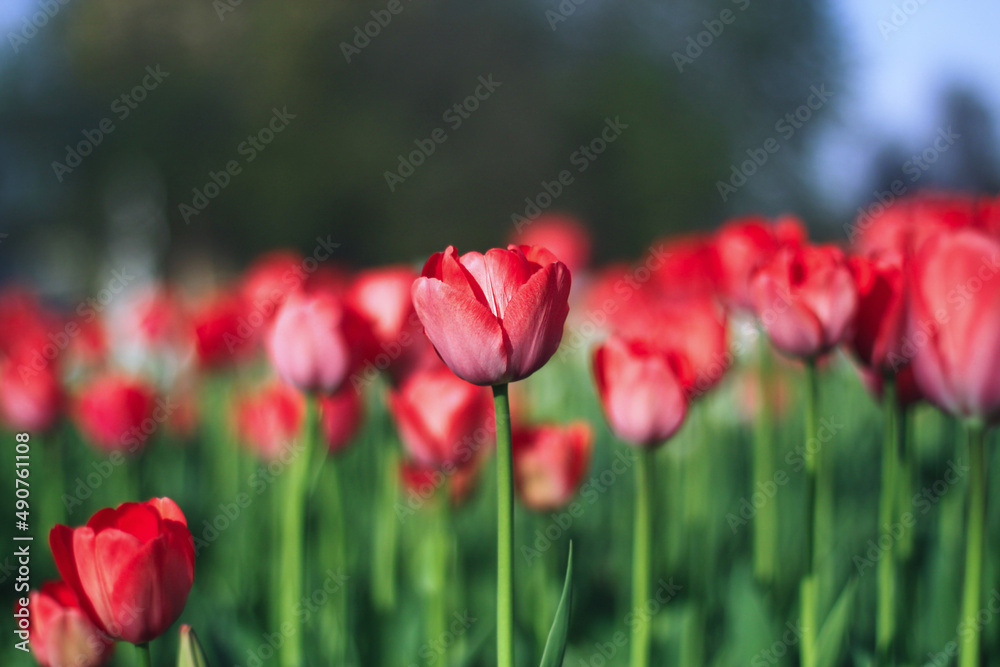 Tulips in blossom in a garden in a sunny spring day