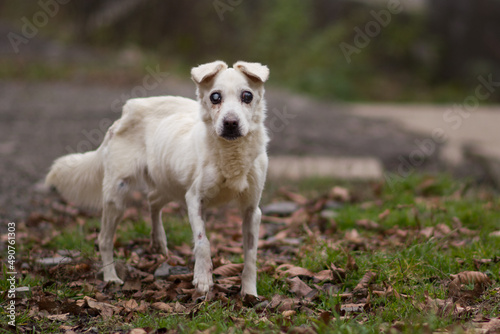Abused skinny underfed blind dog with injury posing on the yard