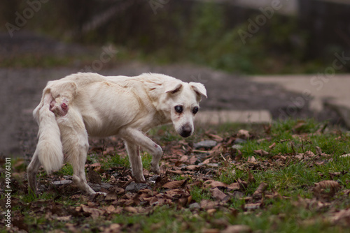 Abused skinny underfed blind dog with injury posing on the yard