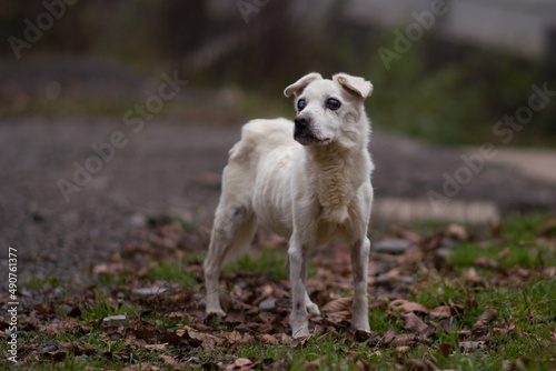 Abused skinny underfed blind dog with injury posing on the yard