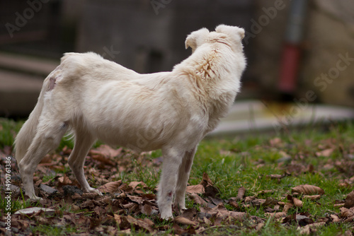 Abused skinny underfed blind dog with injury posing on the yard