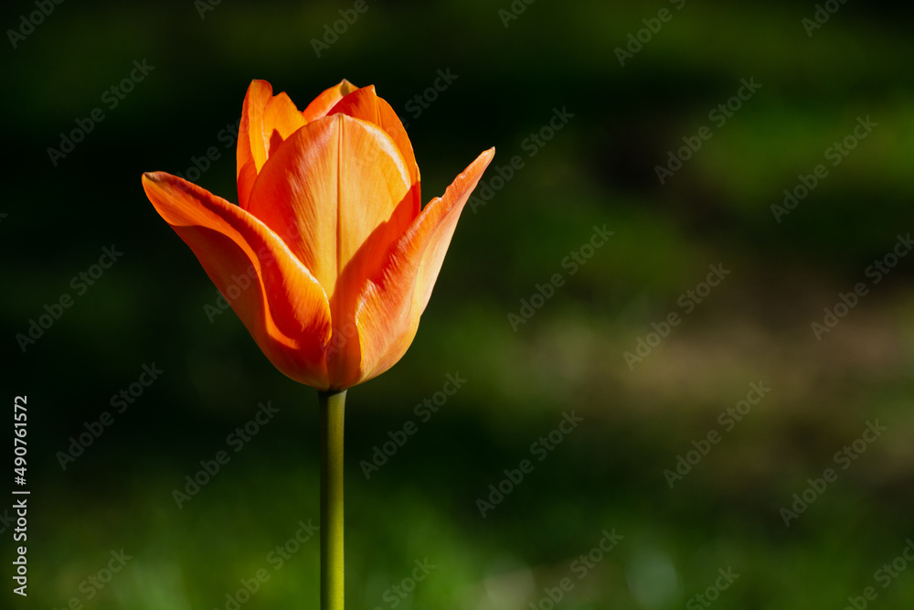 One orange tulip on a background of greenery One orange tulip on a background of greenery