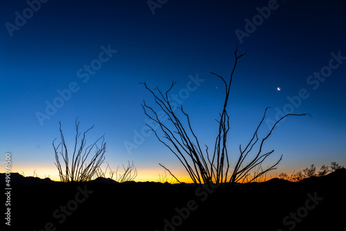 Organ Pipe Cactus National Monument, Arizona, America, USA.
 photo