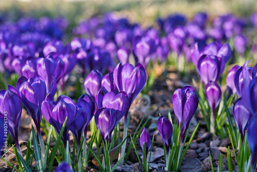beautiful purple crocuses in the sun in early spring