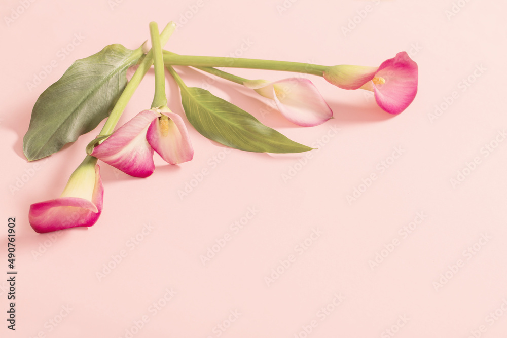 Obraz premium beautiful flowers of calla lily on paper background