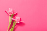 beautiful  pink  tulips on pink  paper background