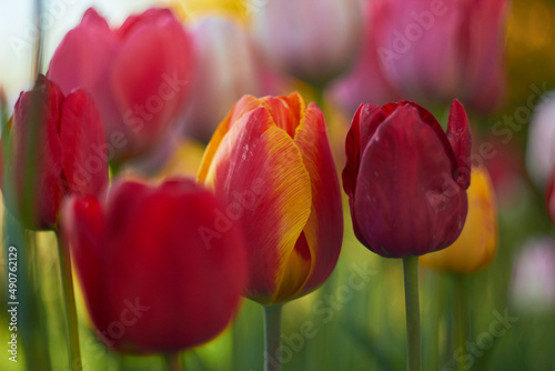 Beautiful colorful tulips at the tulip festival. Beauty of nature. Spring  youth  growth concept. 