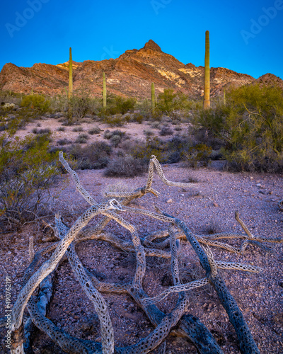Organ Pipe Cactus National Monument, Arizona, America, USA.
 photo