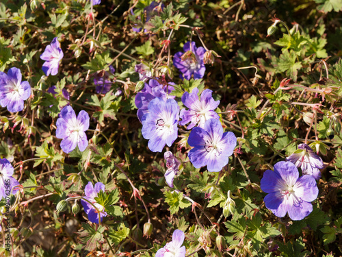 Geranium wallichianum | Jardinière de géranium vivace 'Rozanne' ou bec de grue, fleur à pétales bleu-violet au coeur plus clair veinées de pourpre au dessus d'un feuillage marbré, velu et denté