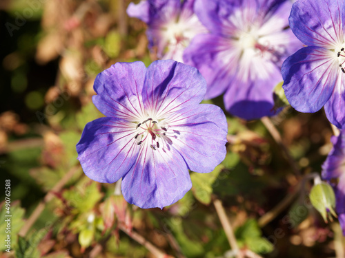 Gros plan sur fleurs de Geranium wallichianum  Rozanne     p  tales bleu-violet vein  s de pourpre au dessus de tiges retombantes au feuillage lob    marbr   et l  g  rement velu