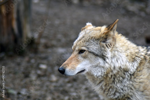 gray wolf portrait