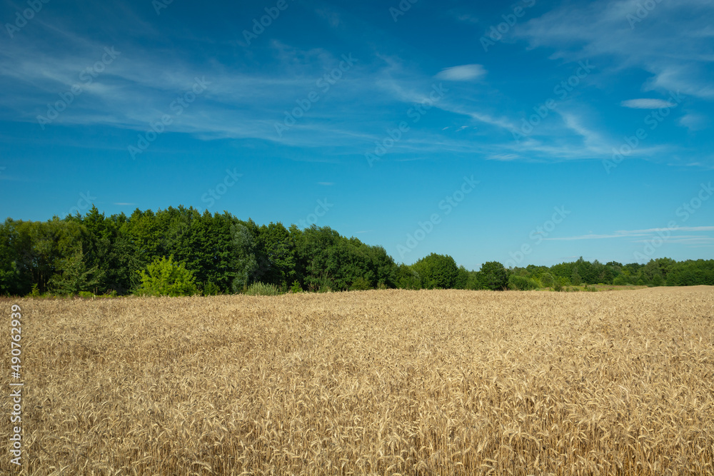Field with golden grain, forest and blue sky Field with golden grain, forest and blue sky