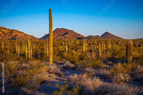 Organ Pipe Cactus National Monument, Arizona, America, USA.
 photo