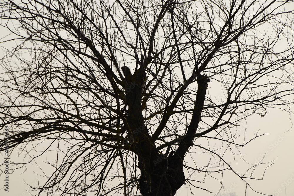 Obraz premium Ramificazioni