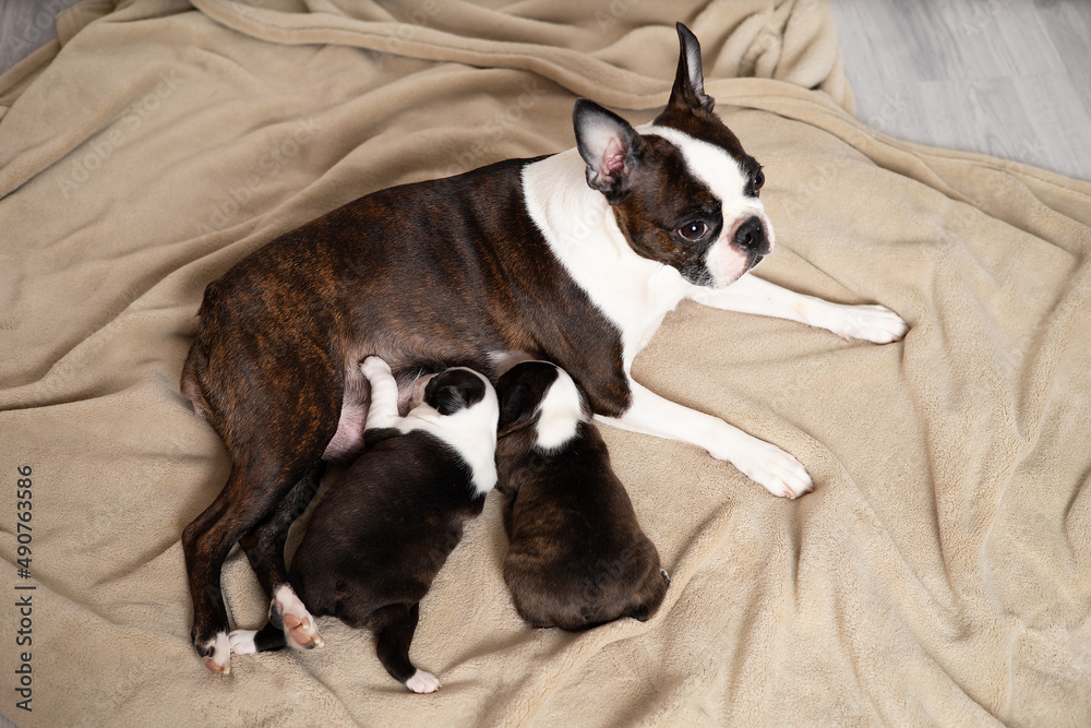 Boston Terrier. Mom dog feeds puppies milk. Cute pets. Lifestyle. Top view Boston Terrier. Mom dog feeds puppies milk. Cute pets. Lifestyle. Top view