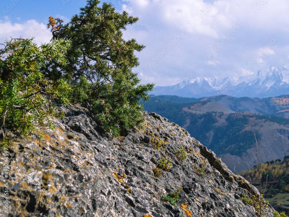 A rock in the mountains with green bushes on the background of mountains. A huge gray stone and a green shrub. Nature in the mountains. Landscape with mountain views.