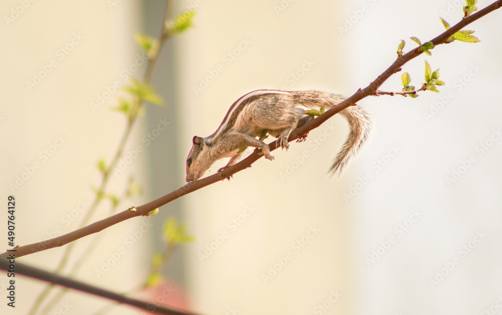 spring tree branch spring tree branch