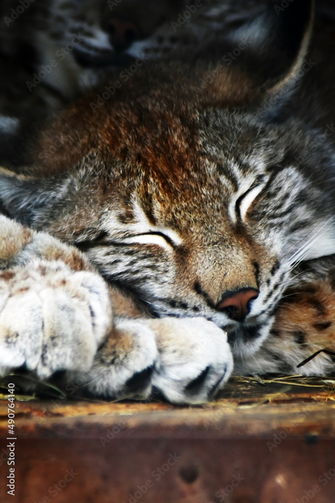 Fototapeta premium lynx on the rock