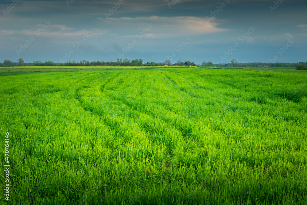 Large green field with young grain, spring day