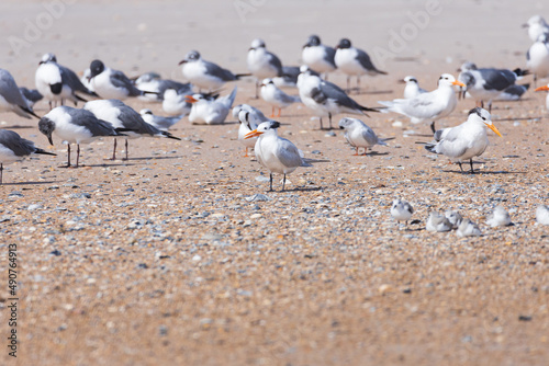 Terns and seagulls sitting in the sand on the beach