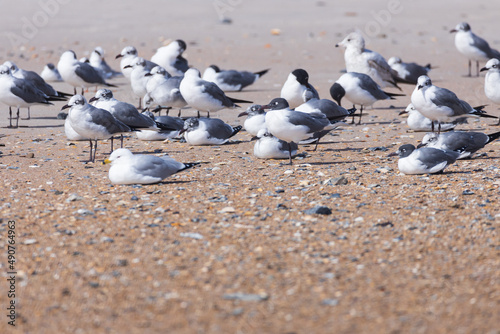 Seagulls sitting in the sand on the beach