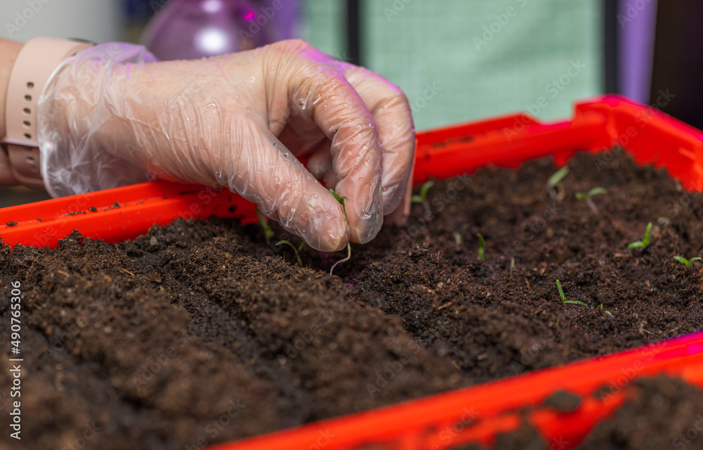 Close up view of female hands planting young seedlings in box with earth in early spring. Sweden. Close up view of female hands planting young seedlings in box with earth in early spring. Sweden.