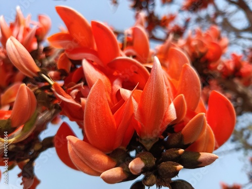 Butea monosperma flower