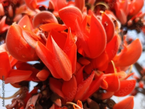 Palash flowers orange flower