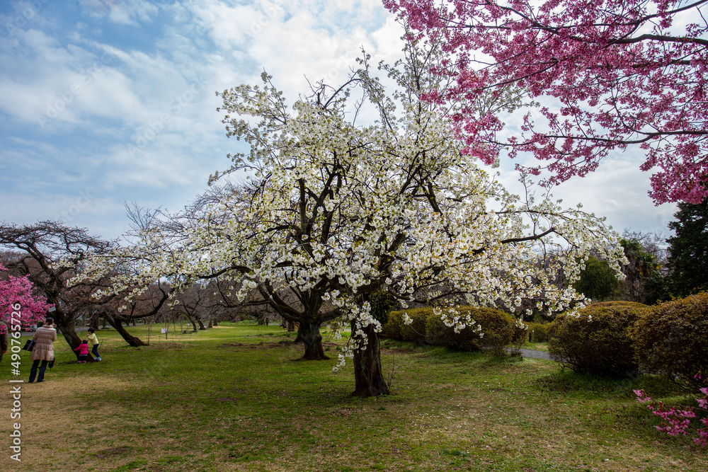 Sakura tree with white blossoms in Koishikawa Botanical garden in Tokyo Sakura tree with white blossoms in Koishikawa Botanical garden in Tokyo