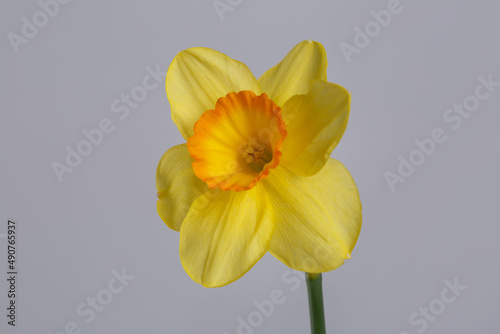 Bright yellow unusual daffodil flower isolated on gray background.