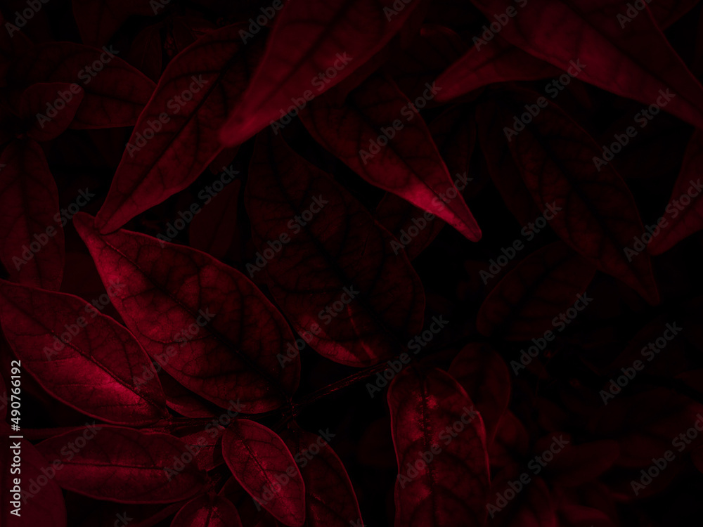 Fototapeta premium Beautiful abstract color black and red flowers on black background, light pink flower frame, pink leaves texture, dark background, valentines day, love theme, red texture 