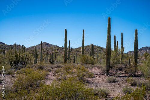 Organ Pipe Cactus National Monument, Arizona, America, USA. © jon manjeot