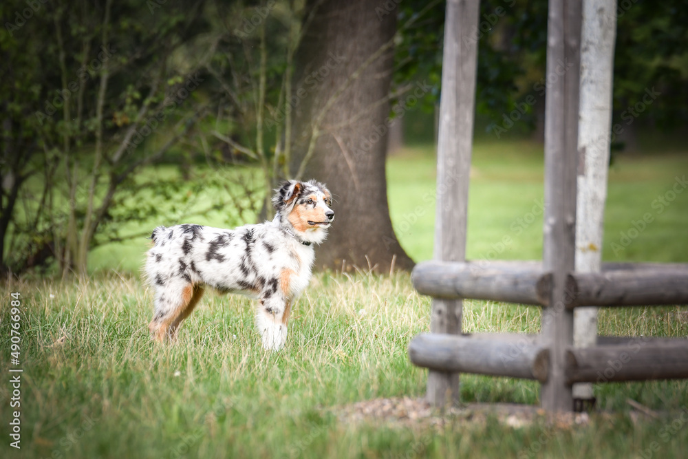 Puppy of australian shepherd is running in the nature. Summer nature in park.