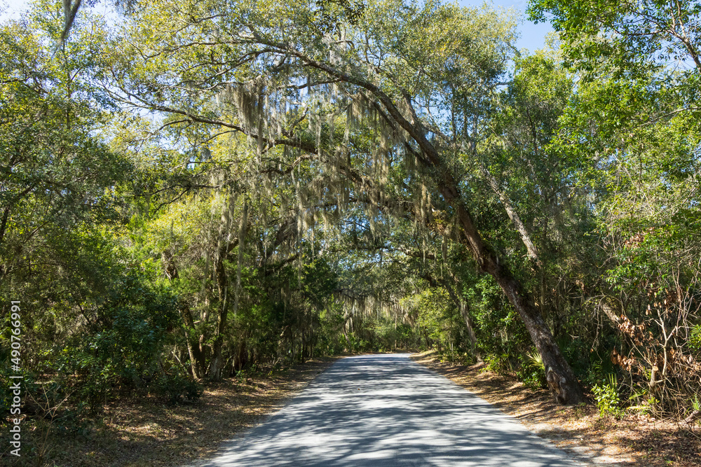 Road with live oak canopy