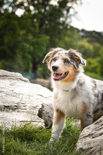 Puppy of australian shepherd is running in the nature. Summer nature in park.